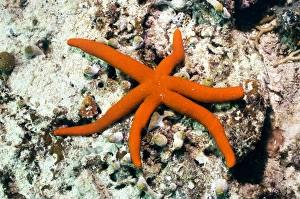 Coral Reef Marine Life Drucke: Luzon starfish