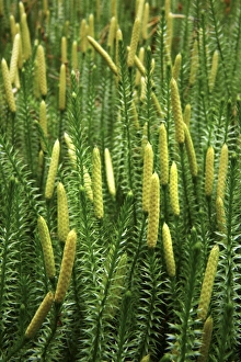 Lycopodium Annotinum Drucke: Lycopodium annotinum annotinum