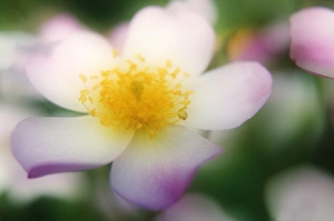 Flower Close Up Photography Drucke: Lyda rose (Rosa sp. )