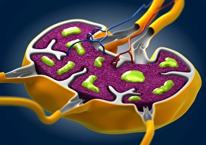 White Blood Cell Function Drucke: Lymph node, artwork C013 / 4631