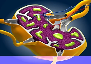 Macrophage Function Drucke: Lymph node, artwork C013 / 4632