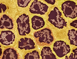 Immune System Cells Drucke: Lymph node, TEM
