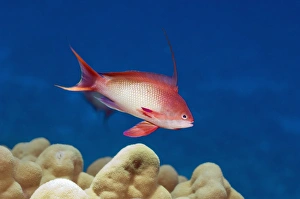 Pseudanthias Squamipinnis Drucke: Lyretail anthia