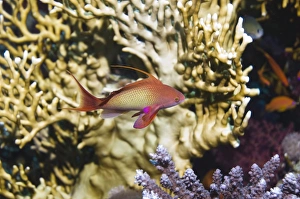 Pseudanthias Squamipinnis Drucke: Lyretail anthia on a reef