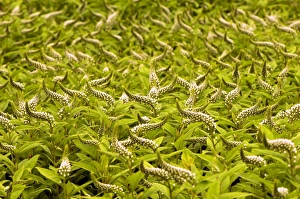 Summer Blooming Plants Drucke: Lysimachia clethroides