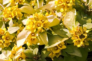 Wildflower Photography Australia Drucke: Lysimachia Outback Sunset