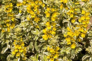 Perennial Garden Plants Drucke: Lysimachia punctata Alexander