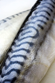 Mackerel