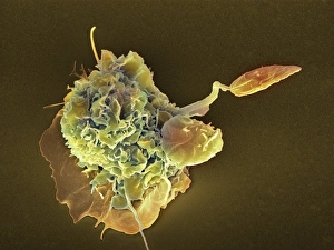 White Blood Cell Function Drucke: Macrophage attacking a foreign body, SEM
