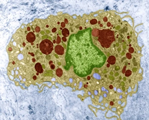White Blood Cell Structure Drucke: Macrophage cell, TEM