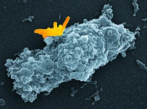 White Blood Cell Function Drucke: Macrophage engulfing bacteria, SEM