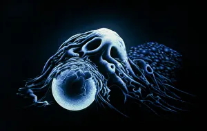 Human Immune System Cells Drucke: Macrophage engulfing bead