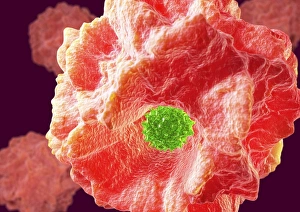 Immune System Cells Drucke: Macrophage engulfing pathogen, artwork