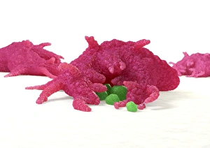 Immune System Cells Drucke: Macrophage engulfing pathogens, artwork