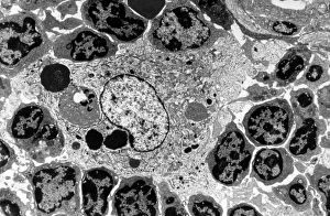 Drucke von Macrophage und Lymphozyten, Transmissionselektronenmikroskop (TEM). Macrophag zirumgeben von Lymphozyten in einem Lymfknoden. Diese Sicht zeigt viele interzelluläre Kontakte auf Bilder Datiert 2013 Februar: Makrofag und Lymphozyt, TEM
