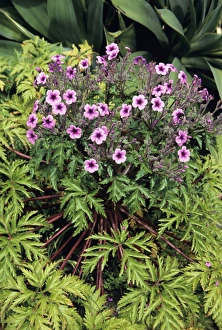 Mediterranean Wildflowers Drucke: Madeiran Cranesbill