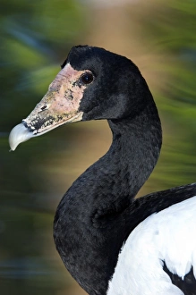 Queensland Wildlife Photos Drucke: Magpie-goose
