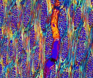 Polarised Light Microscopy Drucke: Mahogany wood structure, light micrograph