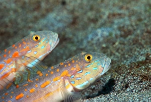 Indo Pacific Fish Drucke: Maiden goby pair