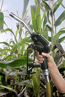 Renewable Energy Sources Drucke: Maize biofuel, conceptual image