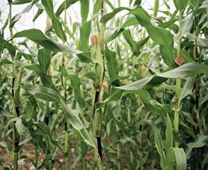 Agricultural Crops Images Drucke: Maize crop