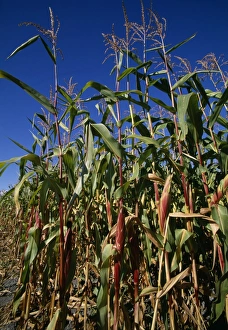 Corn On The Cob Drucke: Maize crops