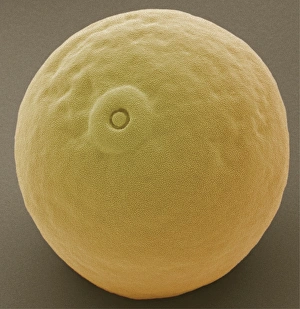 Coloured Scanning Electron Micrograph Drucke: Maize pollen grain, SEM