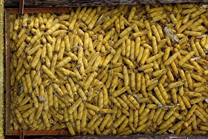 Agricultural Images Drucke: Maize in storage (Zea mays)