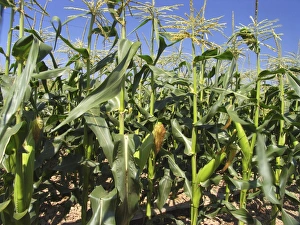 Maize Field Drucke: Maize (Zea mays)