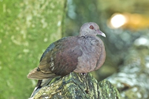 Seychelles Nature Photography Drucke: Malagasy turtle dove