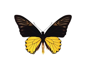 Tropical Insect Photography Drucke: Malay birdwing