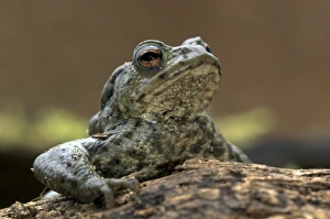 Dorset Wildlife Images Drucke: Male common toad