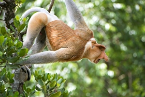 Nasalis Larvatus Drucke: Male proboscis monkey