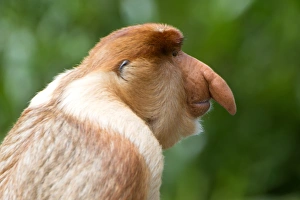 Männlicher Proboszkimonkey