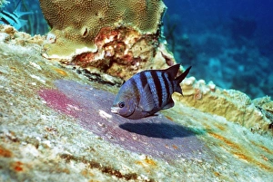 Drucke von Mann Sergeant Major (Abudefduf saxatilis) bewacht eine weibliche Eirolle Bilder Datiert 2007 Juni: Mannsergeantmajor