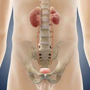 Bilder Datiert 5. November 2012: Männliches Urinensystem als Kunstwerk