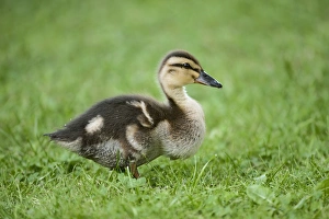 Mallard Duck Pictures Drucke: Mallard duckling
