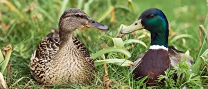 Mallards In The Wild Drucke: Mallard ducks, composite image