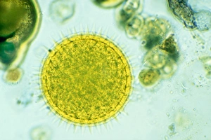 Pollen Grain Structure Drucke: Mallow pollen, light micrograph