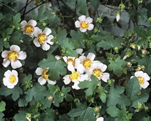 Desert Flowers Drucke: Malvastrum lateritium