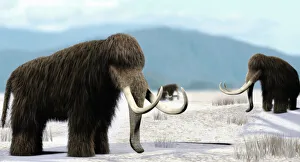 Mammoth