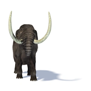 Prehistoric Mammals Drucke: Mammoth, artwork