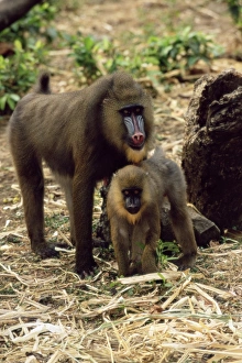 Drucke von Mandrilinnen, Weibliche Mandrille (Mandrillus sphinx) mit ihrem Infanten Bilder Datiert 2005 Juli: Mandrills