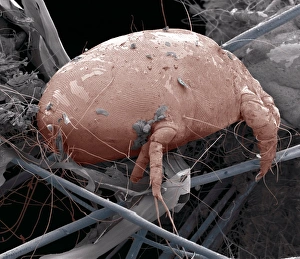 Scanning Electron Microscopy SEM Drucke: Mange mite, SEM