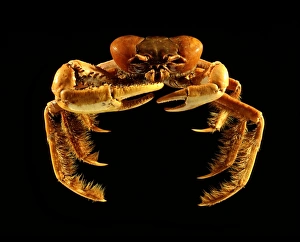 Drucke von Mangrovenkrabbe (Ucides cordatus). Diese Krabbe lebt in Kolonien unter den Mangroven und Schlammstränden entlang der Atlantikküste Südamerikas. Die Carapax (Schale) dieses Exemplars misst 10 cm breit Bilder Datiert 2012 Dezember: Mangrovenkrabbe