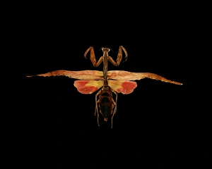 Praying Mantis Images Drucke: Mantis