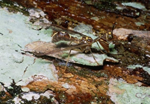 Taman Negara National Park Drucke: Mantispid lacewing