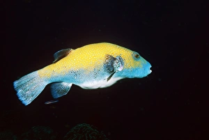 Puffer Fish Drucke: Map pufferfish