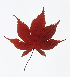 Maple Tree Images Drucke: Maple leaf