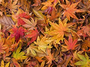 Drucke von Kartoffelbaumblätter auf dem Boden, Herbstfarbe Bilder Datiert 2009 April: Kartoffelblätter auf dem Boden